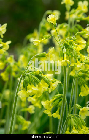 Eine Drift Oxlip Blumen. Stockfoto