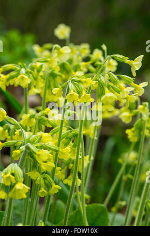 Eine Drift Oxlip Blumen. Stockfoto