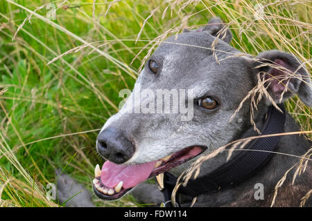 A im Ruhestand racing Greyhound lange Gras liegen. Stockfoto