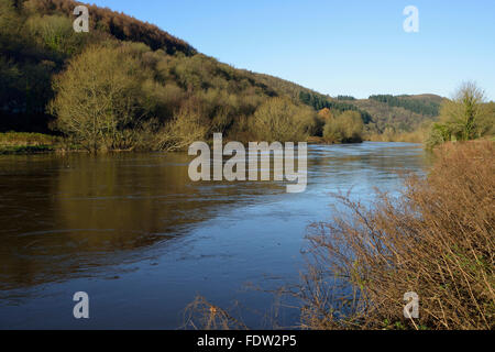 Wintersonne auf River Wye bei Hochwasser Brockweir, Gloucestershire Stockfoto