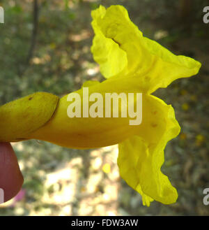 Markhamia Lutea Blume Seite Ansicht, Nil Trompete, immergrüner Baum, gelbe Trompete geformte Blüten, Orange-rötliche Flecken Stockfoto