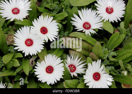 Mesembryanthemum Bellidiformis, Livivingstone Daisy, beliebte Teppich bilden ornamentale Kraut, lineare Eis gepunktete Blätter, Blüten Stockfoto