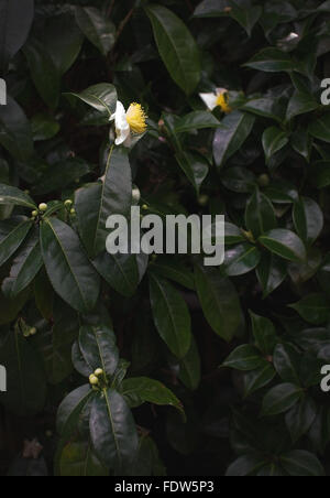 Weiße Kamelie Blumen Closeup mit gelben Blütenstempel auf grünem Tee-Blätter. Stockfoto