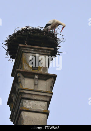 Isny, Deutschland. 2. Februar 2016. Ein Storch beruht auf seinem Nest auf einem Schornstein auf dem Rathausplatz in Isny, Deutschland, 2. Februar 2016. Einige Herde der Störche zurückgekehrt nach Deutschland aus dem Winterquartier in Afrika. Foto: Karl-Josef Hildenbrand/Dpa/Alamy Live News Stockfoto