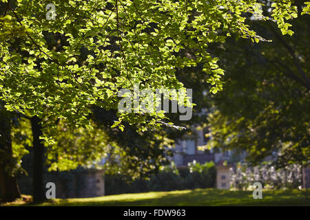 Eine Allee in Clifton, Bristol, Großbritannien. Stockfoto