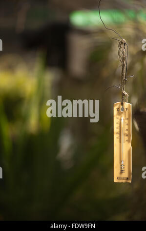 Thermometer im Gewächshaus Stockfoto