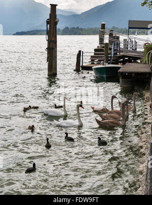 Wilde Schwäne, Teichhuhn und Enten füttern in der Nähe von Pier auf alpinen See Mondsee, Österreich Stockfoto