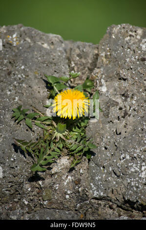 Löwenzahn, Taraxacum Officinale, wachsen auf Steinmauer Stockfoto