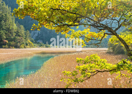 Reed Lake, Jiuzhaigou Nationalpark, Provinz Sichuan, China, UNESCO-Weltkulturerbe Stockfoto