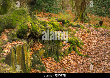 Die Wurzeln einer alten Eiche Klammern um Felsen, auf steinigen Boden. Stockfoto