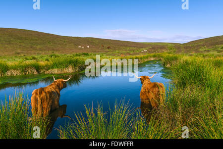 Schottische Hochlandrinder erfrischen Sie sich in einem Teich, Yorkshire, Großbritannien. Stockfoto