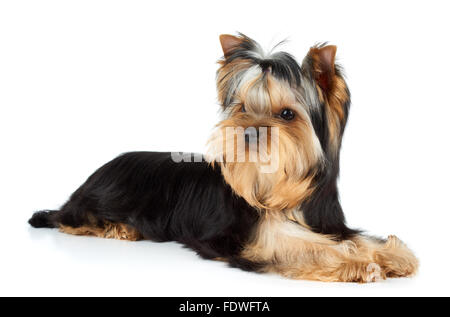 Junges Männchen von Yorkshire-Terrier in weiß Stockfoto