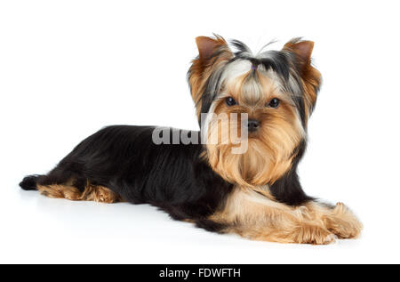 Junges Männchen von Yorkshire-Terrier in weiß Stockfoto