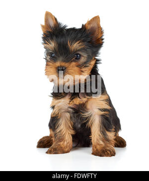 Ein Welpe der Yorkshire-Terrier auf weiss Stockfoto