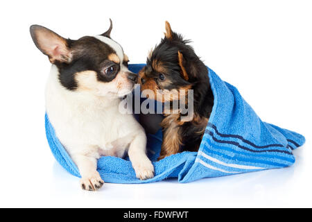 Chihuahua und Yorkshire Terrier Welpen in blaues Handtuch schnüffeln einander Stockfoto