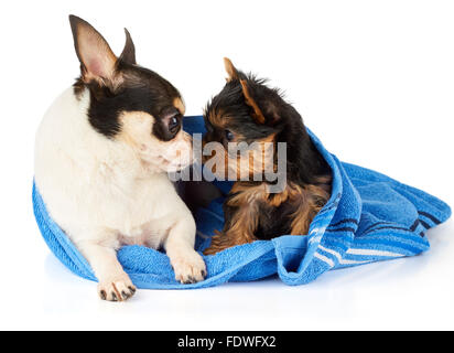 Chihuahua und Yorkshire Terrier Welpen in blaues Handtuch schnüffeln einander Stockfoto