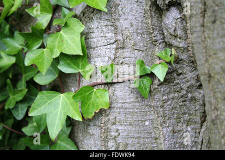 Schönen grünen Efeu auf Rinde an einem Baum Stockfoto