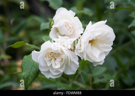 Kletterrose 'Iceberg"im Garten. Stockfoto