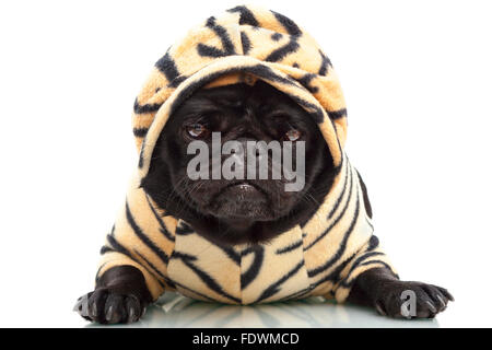 Portrait von schwarzen Mops Welpen Hund in Tiger Drucken pet Kleidung hoodie Outfit auf weißem Hintergrund isoliert Model Release: Nein Property Release: Ja (Hund). Stockfoto