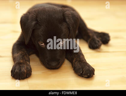 Schwarz Rottweiler Labrador Retriever Mischling Welpe Hund Model Release: Nein Property Release: Ja (Hund). Stockfoto