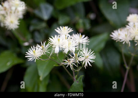 Clematis Vitalba. Wilde Clematis wächst in der Hecke. Stockfoto