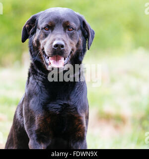 Schwarz Rottweiler Labrador Mischling hund Outdoor Portrait. Model Release: Nein Property Release: Ja (Hund). Stockfoto