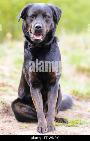 Schwarz Rottweiler Labrador Retriever Mischling Hund Portrait im Freien. Model Release: Nein Property Release: Ja (Hund). Stockfoto