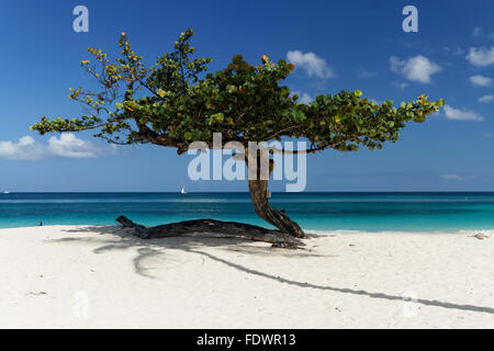 Baum auf einer Karibik-Strand, Grand Anse Beach, St. Georges, Grenada, West Indies, Karibik Stockfoto