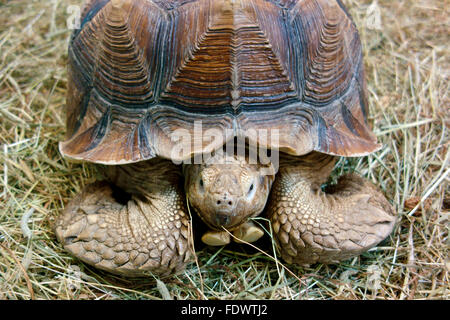 Die Spornschildkröte (Centrochelys Sulcata), auch genannt die Sulcata Schildkröte Stockfoto