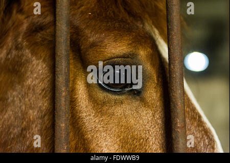 Nahaufnahme eines Pferde Auge während beheimatet. Stockfoto