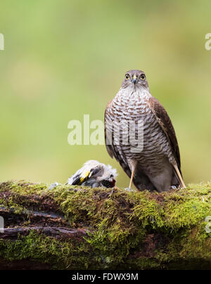 Wilde Frau Sperber (Accipiter Nisus) thront mit Beute Stockfoto