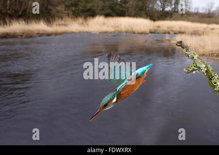 Weitwinkel erschossen von einem weiblichen Eisvogel (Alcedo Atthis) Tauchen für Fische aus es ist am Fluss Seite Barsch Stockfoto