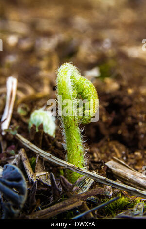 Unreife breiten Buckler Farn Dryopteris Dilatata, entstanden neu auf Waldboden. Stockfoto