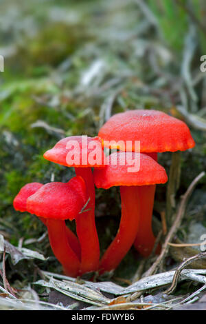 Zinnober Waxcap (Hydrocybe Miniata) Stockfoto