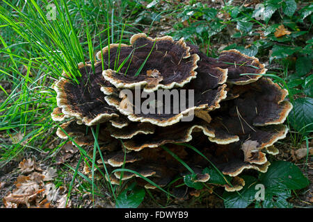 Samt-Top Pilz / Dyer Polypore / Dyer Mazegill (Phaeolus Schweinitzii / Phaeolus Spadiceus) Stockfoto