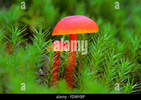 Zinnober Waxcap (Hydrocybe Miniata) Stockfoto