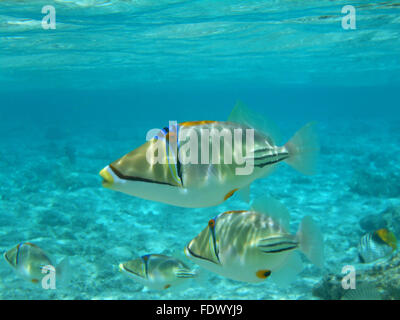 Picasso-Drückerfisch Schwimmen im Roten Meer Stockfoto