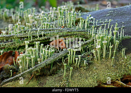 Cladonia Fimbriata Flechten Stockfoto