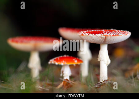 Fly Agaric / fliegen Amanita (Amanita Muscaria) Stockfoto