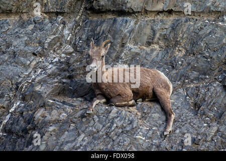 Bighorn Schafe (Ovis Canadensis) weiblich ruht in der Felswand, Jasper Nationalpark, Alberta, Kanada Stockfoto