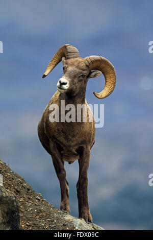 Bighorn Schafe (Ovis Canadensis) Ram, Jasper Nationalpark, Alberta, Kanada Stockfoto