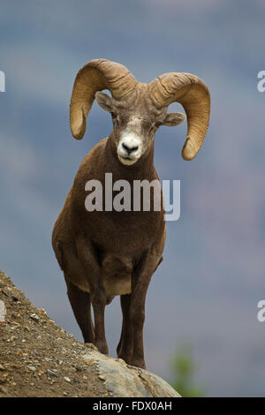 Bighorn Schafe (Ovis Canadensis) Ram, Jasper Nationalpark, Alberta, Kanada Stockfoto