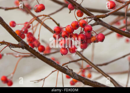 Zweig der Ebereschenbeere mit Cluster von roten und reife Beeren im Winter mit Eis bedeckt Stockfoto