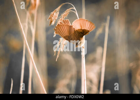 Ein Schilf oder Marsh Warbler, Acrocephalus Scirpaceus, versuchen, balancieren auf einem beweglichen reed Stockfoto