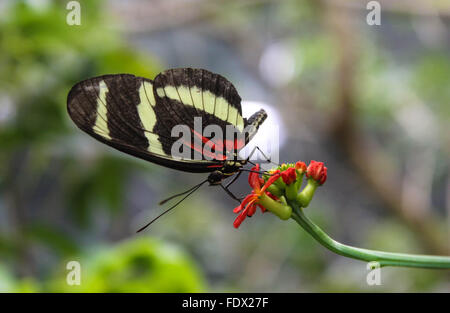 Nahaufnahme eines Schmetterlings thront auf eine rote Blume. Stockfoto