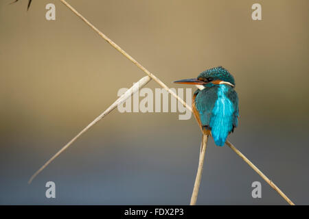 Eisvogel (Alcedo Atthis) auf ein Rohr über den Fluss zu sitzen, während Angeln Stockfoto