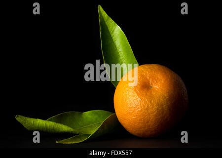 Clementine auf schwarzem Hintergrund Stockfoto