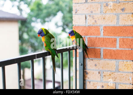 Papageien auf Zaun in Sydney Stockfoto