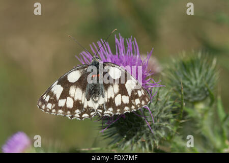 Marmorschmetterling (Melanargia galathea) mit roten Milben, die auf einer Distel nectaring, UK Stockfoto