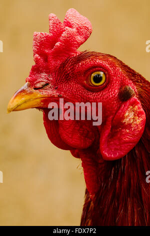 Roter Hahn-Kopf Stockfoto